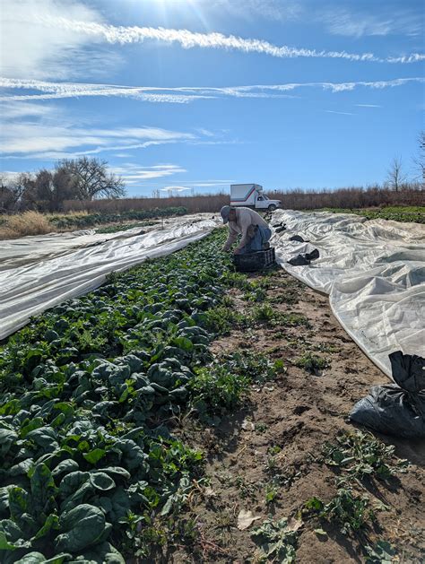 Winter CSA Week 7 | Red Wagon Farm