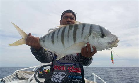 Teknik Terkini Mancing Gerong Belang Yang Lebih Mantap Umpan