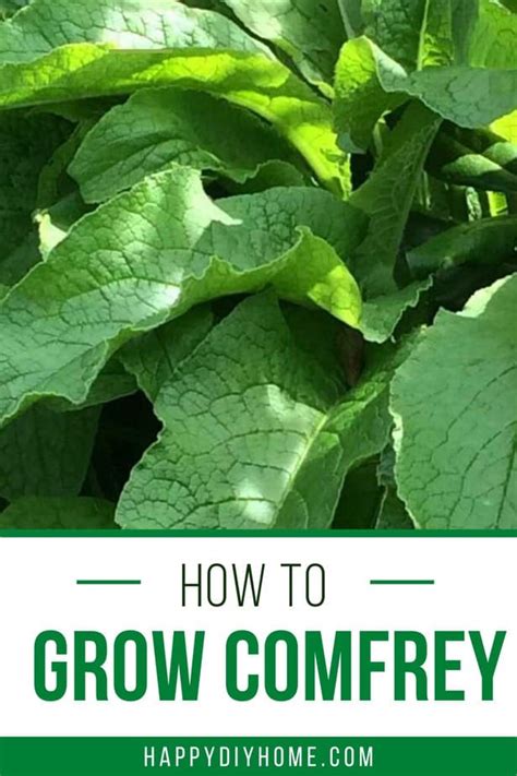 How To Grow Comfrey Plant Care Types And Growing Tips Happy Diy Home