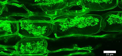 Symbiosis with mycorrhizal fungi provides plants with enhanced access to scarce resources