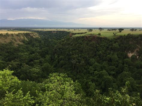 Kalinzu Forest Reserve Chimpanzee Trekking In Uganda