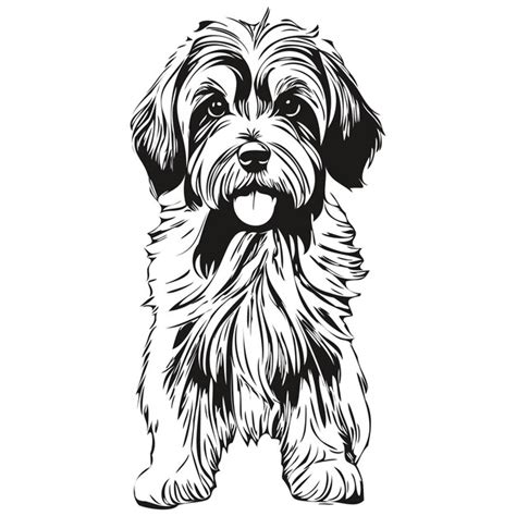 Perro Terrier Tibetano Dibujo Negro Vector Aislado Pintura De La Cara