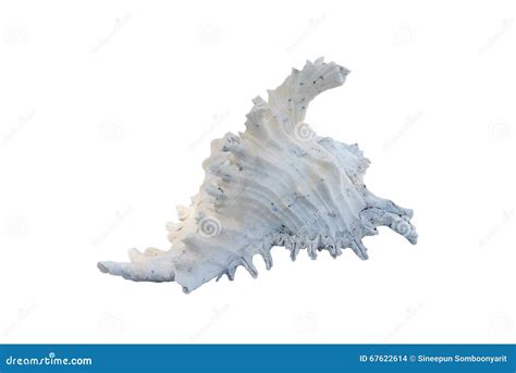 White Conch Shell Stock Photo Image Of Shellfish Detail 67622614