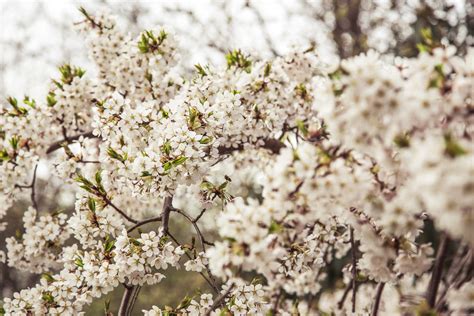 Darmowe Zdjęcia drzewo Natura gałąź kwitnąć wzrost roślina