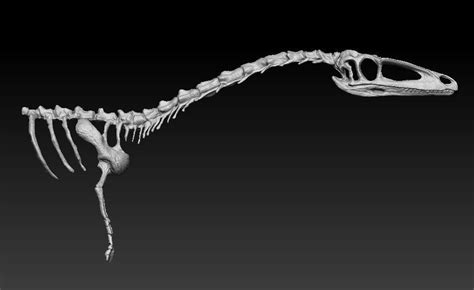 coelophysis half skeleton 3D model | CGTrader