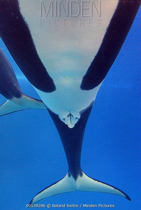 Orca Stock Photo Minden Pictures