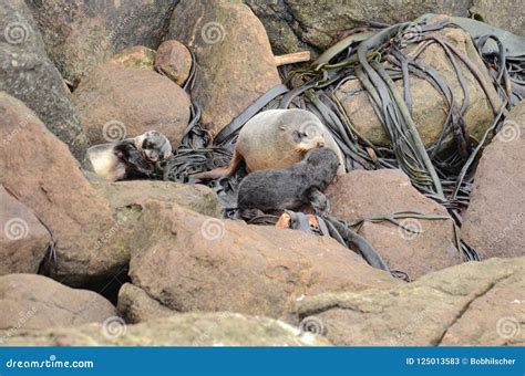 Fur seal with pups stock image. Image of protection - 125013583