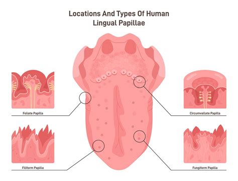 Human Tongue Papillae Types And Structure Muscular Organ Taste