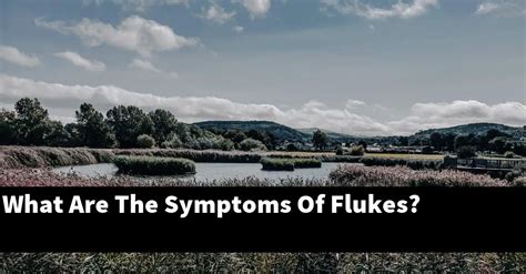 What Are The Symptoms Of Flukes? [2023 Guide] - Gold Koi Fish