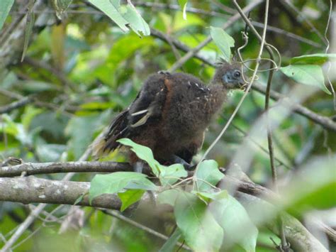 Hoatzin Facts, Habitat, Diet, Adaptations, Pictures