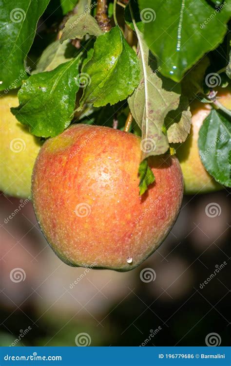 Large Sweet Braeburn Apples Ripening On Tree In Fruit Orchard Stock