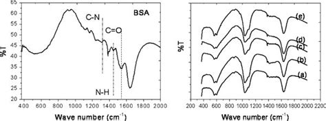 Ftir Spectra Of Pure Bsa Protein Left And Comparison Of Bsa Protein