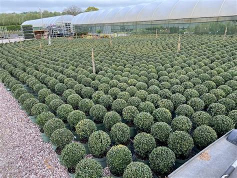 Topiary Ball Ilex Crenata Jenny Proctors Nursery