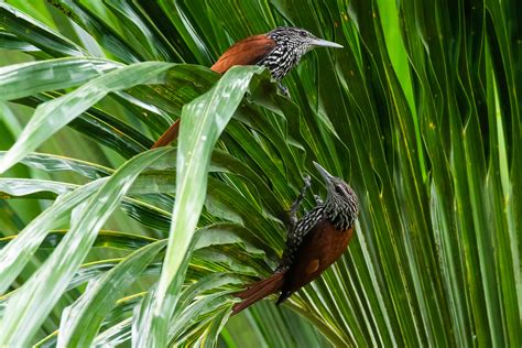 Foto Limpa Folha Do Buriti Berlepschia Rikeri Por Fabiane Marchesini