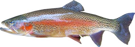 The amazing rainbow trout fish compass - About Wild Animals