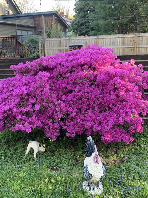 Our Beautiful Azalea In Full Bloom 💜 Rgardening