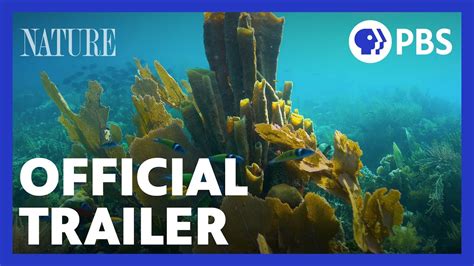 Treasure Of The Caribbean Official Trailer Nature Pbs Youtube