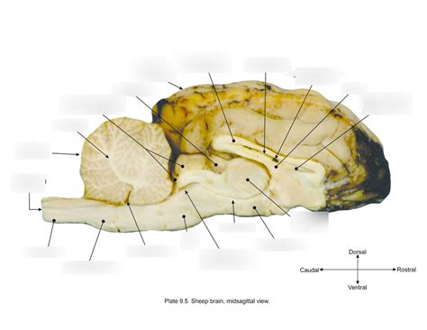 Sheep Brain Midsagittal View Diagram Quizlet