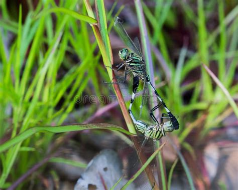 Mating Blue Dragonflies Photos Free Royalty Free Stock Photos