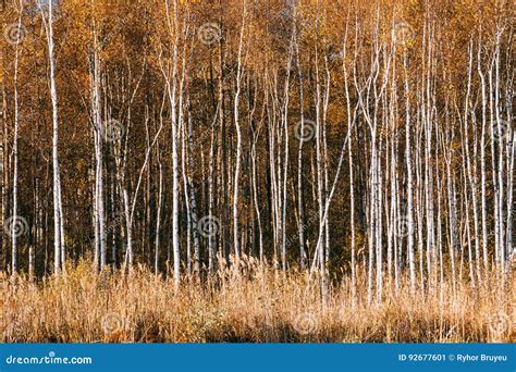 Beautiful Birch Forest In Autumn Season Stock Image Image Of Season