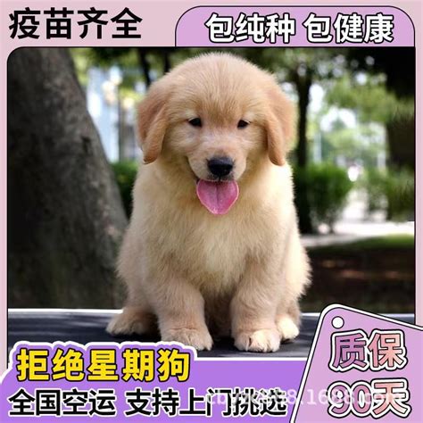 纯种金毛犬幼犬活体赛级双血统金毛批发价格导盲宠物狗金毛犬幼崽 阿里巴巴