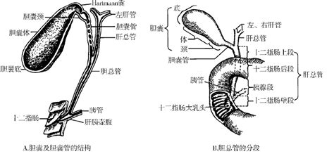 二胆囊及胰胆管系统成像 基础医学 医学