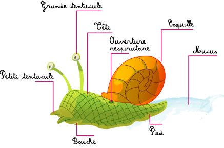 Jeu Des Escargots Confusion Pdb Pub