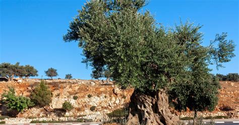 The 2,000 Year Old Olive Trees That Sheltered Jesus Christ | uCatholic