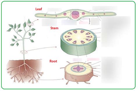 Transport In Plants Diagram