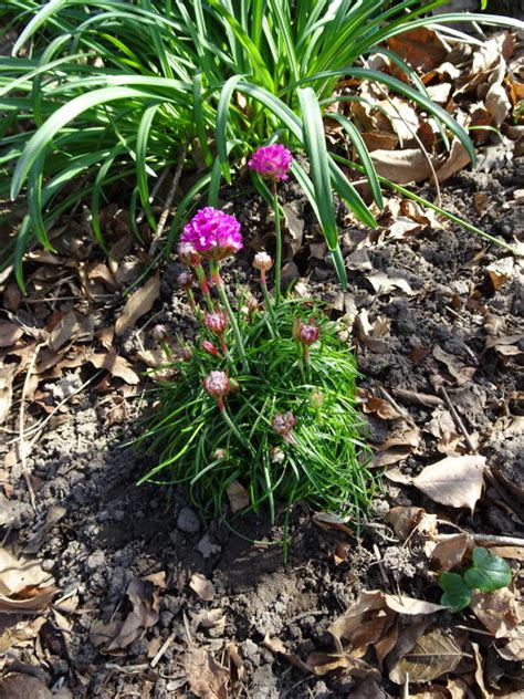 Engels Gras Armeria Maritima Armada Rose