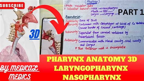 Pharynx Anatomy 3d 1 Boundaries And Parts Of Pharynx Laryngopharynx