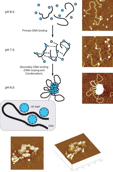 Figure 5 From The Neutrophil Activating Dps Protein Of Helicobacter