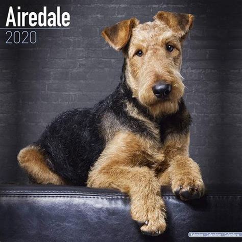 Airedale Terrier Size - Pets Lovers