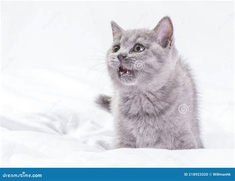 It is One of the Most Ancient Cat Breeds Known. Stock Photo - Image of ...