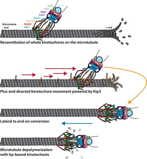 Reconstitution Of Kinetochore Motility And Microtubule Dynamics Reveals