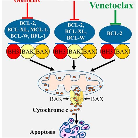 Specificity Of Various Types Of Bcl 2 Inhibitors And Induction Of