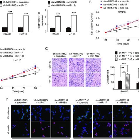 Mir17hg Promotes The Proliferation Invasion And Emt Process Of Colon