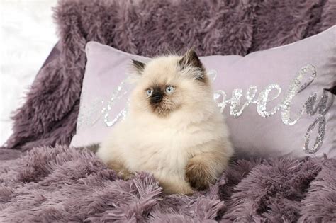 Himalayan / Colorpoint Persian Cat Pictures and Information - Cat-Breeds.com