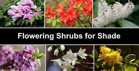 21 Flowering Shrubs for Shade (with Pictures): Identification Guide