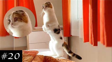 Best Of Standing Cats Video 😹🐈 Eight Minutes Of Laugh Funny And Cute