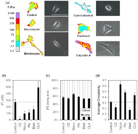 Effect Of Cytoskeletal Agents On D Traction Force Generation And