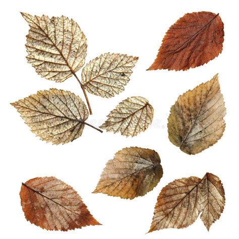 Dry Fall Leaf Of Raspberry Elements Raspberry Leaves Lay Out On Stock