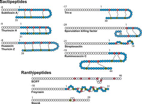 Frontiers Radical Sam Enzymes And Ribosomallysynthesized And Post