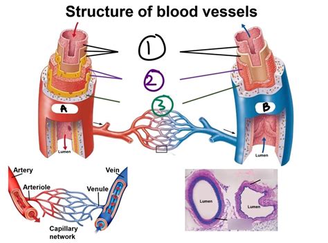 Bio Test Structure Of Blood Vessels Diagram Quizlet