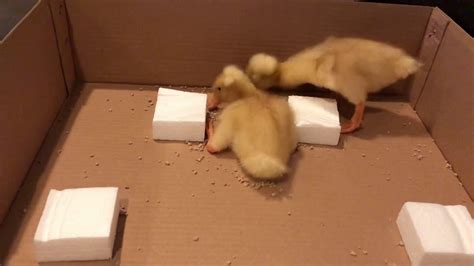 Ducklings One Week Old YouTube