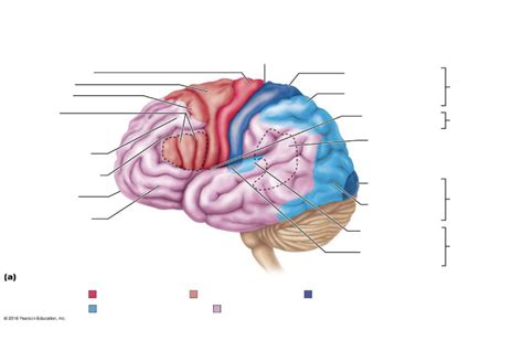 Functional And Structural Areas Of The Cerebral Cortex Diagram Quizlet