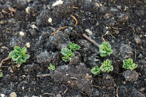 Patatas Que Crecen Del Suelo Jard N Urbano Brotes De Patata De Cerca