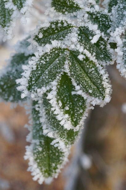 Leaves Foliage Frost Frozen Free Stock Photo Public Domain Pictures