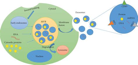 Exosome Biogenesis And Secretion First Insertion Of The Cell Membrane Download Scientific