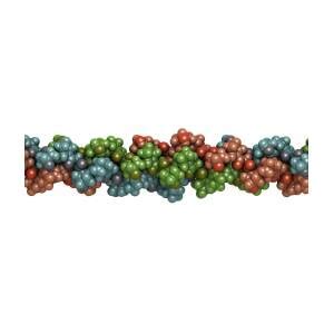 Collagen Protein Molecule By Molekuul Science Photo Library